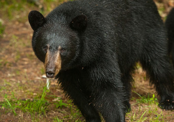 Obraz na płótnie Canvas Black bear looking at the camera and shot close 
