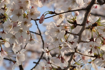 Japanese national flower cherry blossom