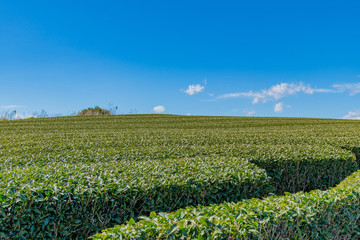 静岡県富士市の茶畑　岩本山