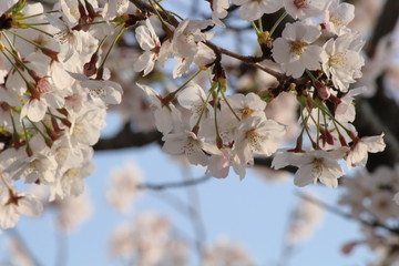 Japanese national flower cherry blossom