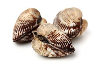 Scapharca subcrenata on white background 