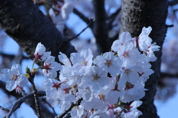 Japanese national flower cherry blossom