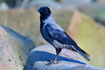 Nebelkrähe während der Balz