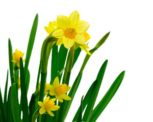 Yellow daffodil flowers