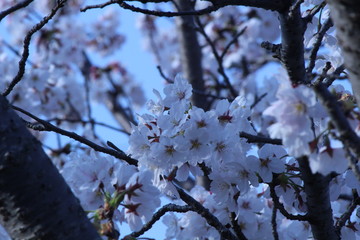 Japanese national flower cherry blossom
