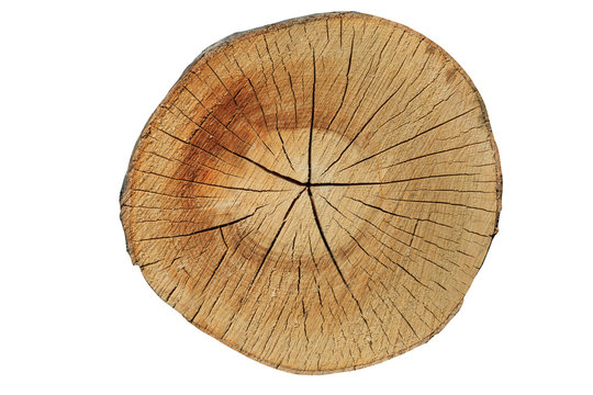 Przekr&oacute;j drzewa