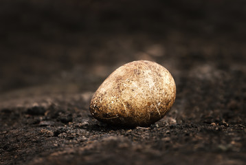Close up of a King penguin egg