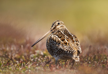 Close up of a south american snipe