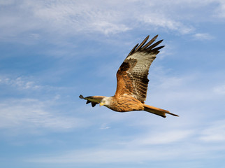 Fototapeta na wymiar Red kite in flight against blue sky