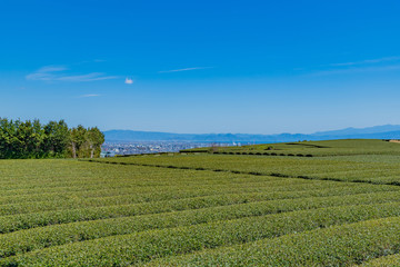 Fototapeta na wymiar 静岡県富士市の茶畑　岩本山