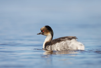Silvery Grebe swimming in a freshwater lake