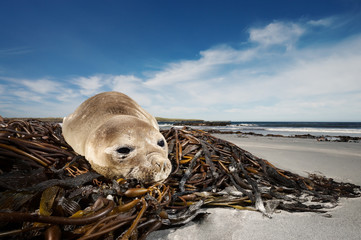 Southern Elephant seal pup lying on seaweeds