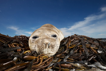 Southern Elephant seal pup lying on seaweeds