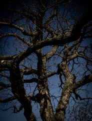 Branches and Sky