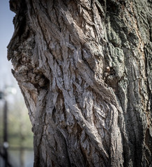 bark of a tree