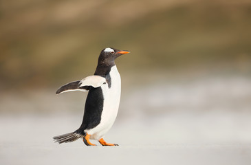 Fototapeta na wymiar Gentoo penguin walking on a sandy beach