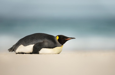 Naklejka na ściany i meble King penguin sleeping on a sandy beach