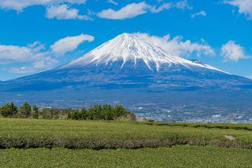 Fototapeta premium 静岡県富士市の茶畑 岩本山