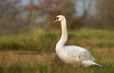 Close up of a Mute swan in wetlands