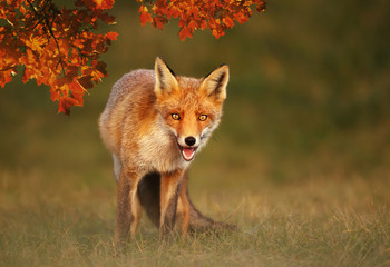 Close up of a Red fox in autumn