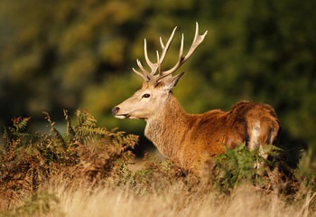 Naklejka na ściany i meble Close up of a red deer in autumn