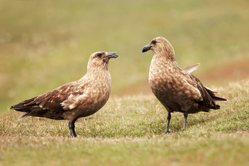 Close up of two Great skuas standing in grass