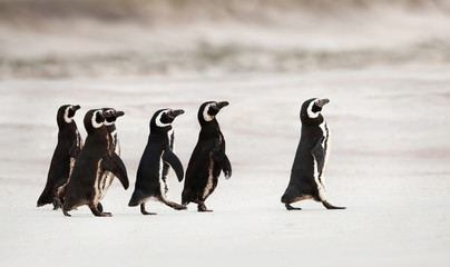 Obraz premium Magellanic penguins heading out to sea for fishing
