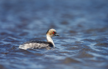 Fototapeta premium Silvery Grebe swimming in a freshwater lake