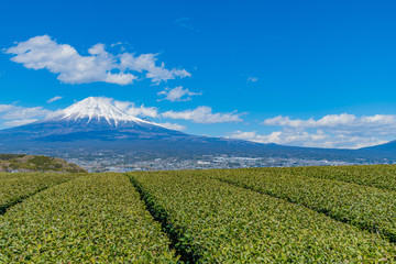 静岡県富士市の茶畑
