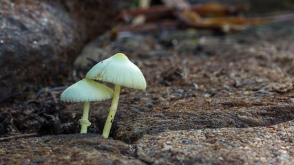 close up of mushrooms growing in paving
