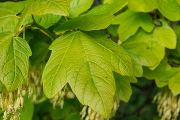 Italian Maple Leaves in Springtime