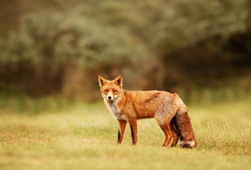 Close up of a Red fox in meadow