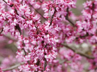 Fototapeta premium Cercis siliquastrum - drzewo Judasza o ciemnoróżowych kwiatach na wiosnę