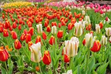 Obraz premium Beautiful tulips blossom with water drops at Descanso Garden