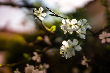 Waalwijk, Noord Brabant, Netherlands - Flowers and blossom are blossoming in the backyard during springtime.