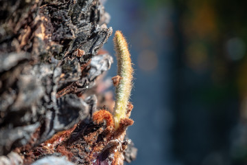 Closeup of the seedlings that grow out of tree for background, abstract