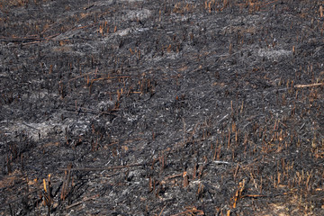 Forest fire burning a lot of trees.Smoke field with ashes after forest fire