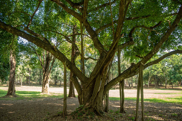Fototapeta na wymiar Beautiful big lush tree with roots growing down to support the branches in public park on sunny days