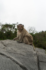 A monkey in a rock