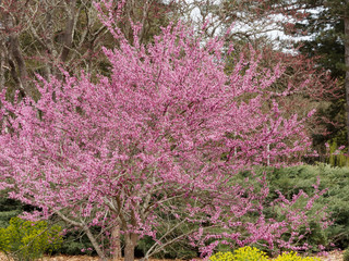 Obraz premium Cercis siliquastrum - Ornamental Judas tree with deep pink flowers