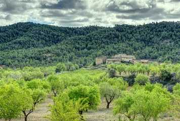 Fototapeta na wymiar landscape of almonds and pine trees with old house and cloudy sky
