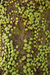 Closeup of cute small green leaves of ivy climbs on the tree with sunshine