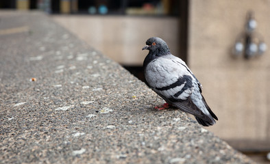 Pigeon