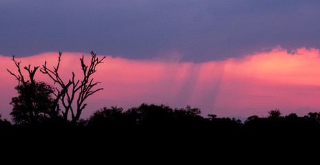 Stunning pink and orange sunset at Sabi Sands Game Reserve, Kruger, South Africa.