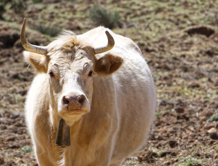 white cow in nature