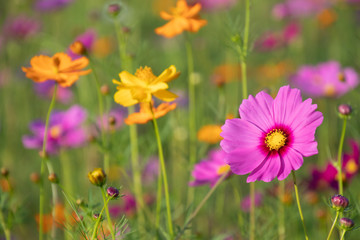 Obraz na płótnie Canvas Pink and yellow cosmos flower field background.Beautiful cosmos flower natural garden in countryside.Flower field in summer concept.