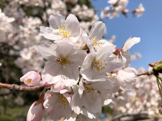 桜の花