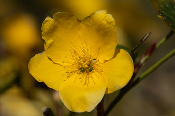 Kerria Flower in Bloom in Springtime