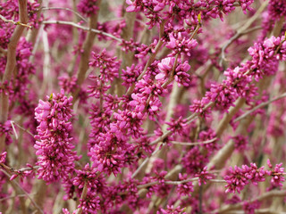 Cercis siliquastrum - Judas tree with deep pink flowers without leaves 