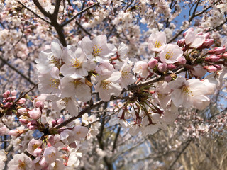 桜満開